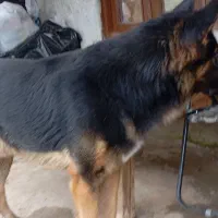 ژرمن بلک|سگ|تالش, هشتپر|دیوار