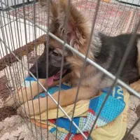 سگ ژرمن شپر|سگ|تهران, جوانمردان (اندیشه)|دیوار