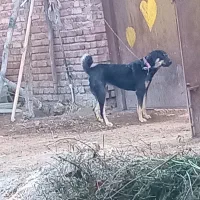 سگ ماده عراقی