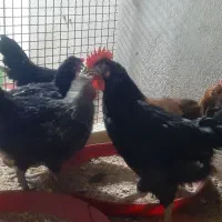 جوجه خروس و مرغ