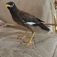 مرغ مینا