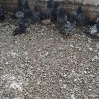 کبوتر مسافتی