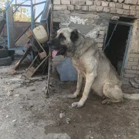 سگ سراب ماده