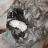 خرگوش با بچه|موش و خرگوش|زاهدان, |دیوار