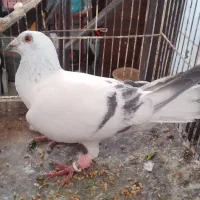 کبوتر