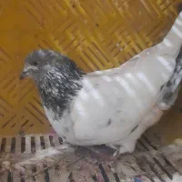 کبوتر پرشی|پرنده|ایجرود, |دیوار