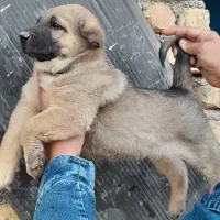 واگذاری سگ پژدر سرابی نگهبان گله توله|سگ|کهریزک, |دیوار