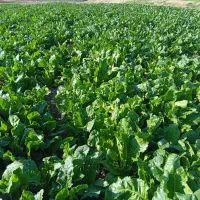 سبزی(زلق) تازه و درجه یک|خوردنی و آشامیدنی|قلعه شاهین, |دیوار