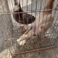 سرور زرد ابلغ سرخ