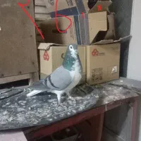 فروش کبوتر