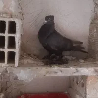 فیلی زور زور