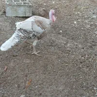 یک بوقلمون نر چاق