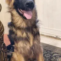 ژرمن نر ۴.۵ ماهه