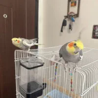 یک جفت عروس هلندی با قفس و پایه قفس|پرنده|ری, جوانمرد قصاب|دیوار