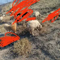 توغلی و بره|حیوانات مزرعه|ارشق, |دیوار