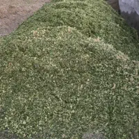 ذرت علوفه بسته بندی شده