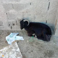 چهار گوسفند خوب|حیوانات مزرعه|چابهار, |دیوار