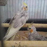 عروس هلندی  دو ماهه دستی|پرنده|هشتگرد, شهرک کوثر|دیوار