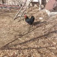 مرغ|حیوانات مزرعه|شیروان (لرستان), |دیوار