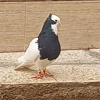 طوقی سیاه نر