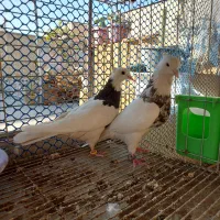 کفتر طوقی|پرنده|بافق, |دیوار