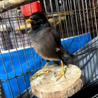 مرغ مینا|پرنده|کرج, شاهین‌ویلا|دیوار