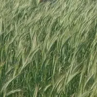 گندم ترتیلا