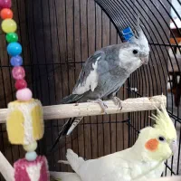 دو عدد عروس هلندی با قفس