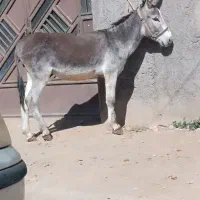 الاغ درشت تخم دار