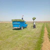 یونجه|لوازم جانبی حیوانات|نصر آباد, |دیوار