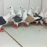 دسته ۱۱تایی پرشی کویتی