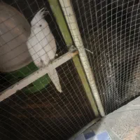 عروس هلندی . مرغ عشق . گرینچک .|پرنده|ایلام, |دیوار