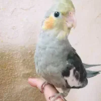 جوجه عروس هلندی دو ماهه