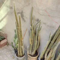 کاکتوس|گل و گیاه طبیعی|ملارد, |دیوار