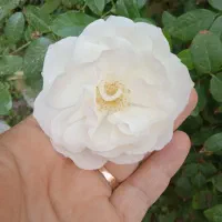 سفارش سبزیجات پذیرفته میشود