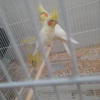 عروس هلندی سر تخم