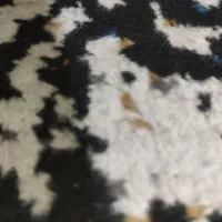 فرش و موکت