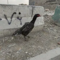 مرغ لاری
