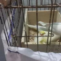 مرغ عشق سفیدوطوطی عروس تازه دونخور شده