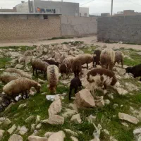 ۹ عدد  میش،داشتی جوان