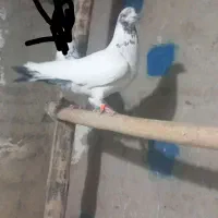 کفتر پرشی بازی دار و خوش خط خال