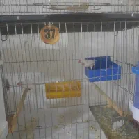 فنج|پرنده|قم, زنبیل آباد|دیوار