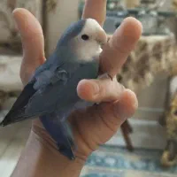 پرنده طوطی و مرغ عشق|پرنده|تهران, بهداشت|دیوار