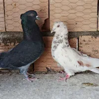 کبوتر