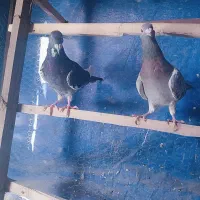 کفتر آلمانی نرو ماده|پرنده|اسلام‌شهر, ملک‌آباد|دیوار