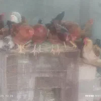 فروش جوجه خروس و مرغ محلی|حیوانات مزرعه|جهرم, |دیوار