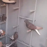 کبوتربهبهانی|پرنده|مرودشت, کوشک|دیوار