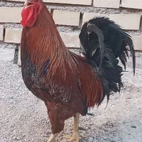 خروس