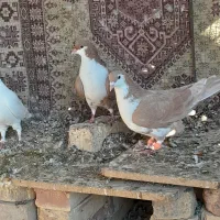 کبوتر پایین بخون بعد بیا