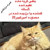 گربه گمشده